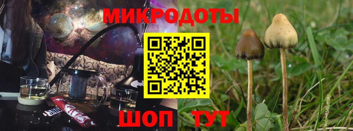 наркота  Киров  Галлюциногенные грибы Psilocybe 
